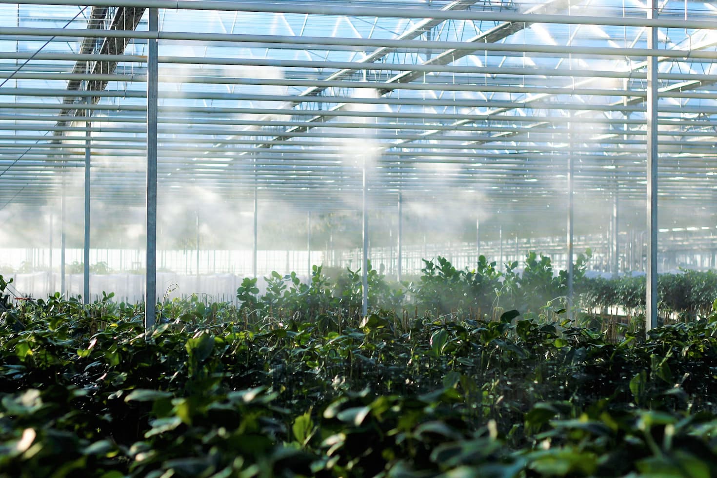 Greenhouse Production