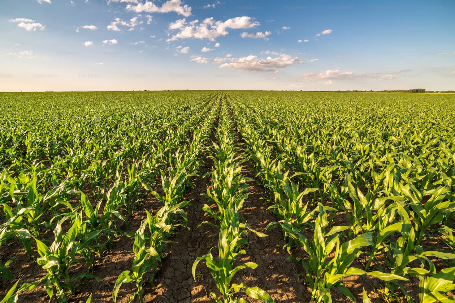 Row Crops