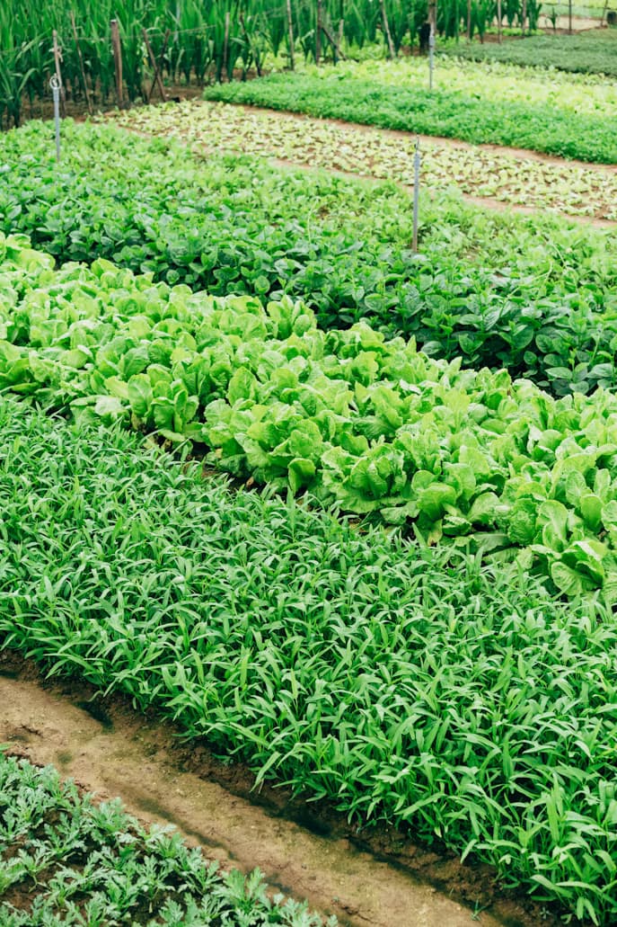 Specialty Crops