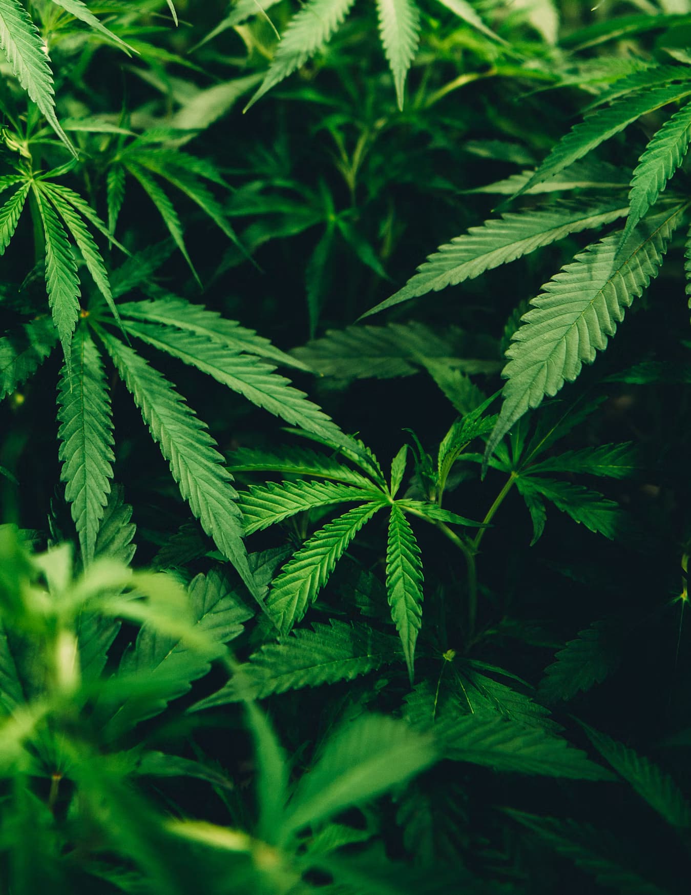 Cannabis Cultivation